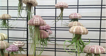 A natureza em casa airplant1