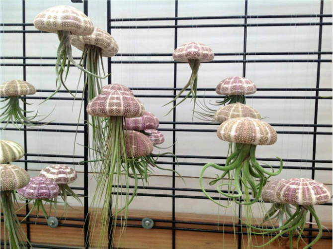 airplant1