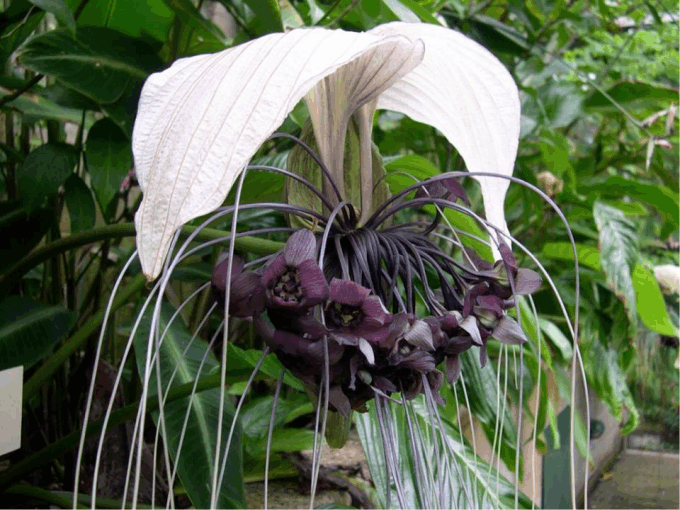 bat flowersite1