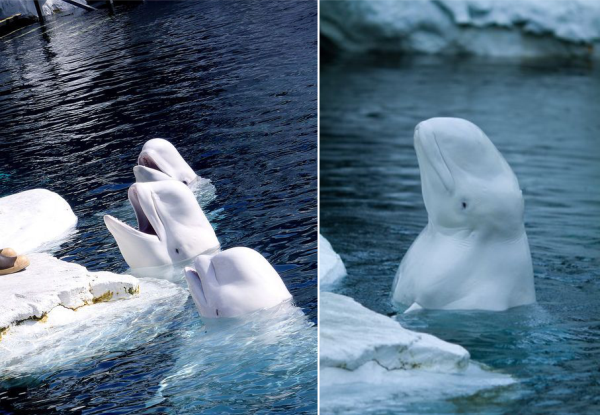beluga site 2