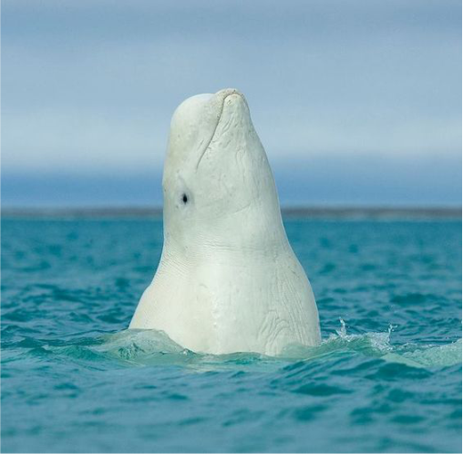 beluga site 3