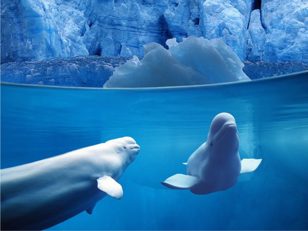 beluga site 4
