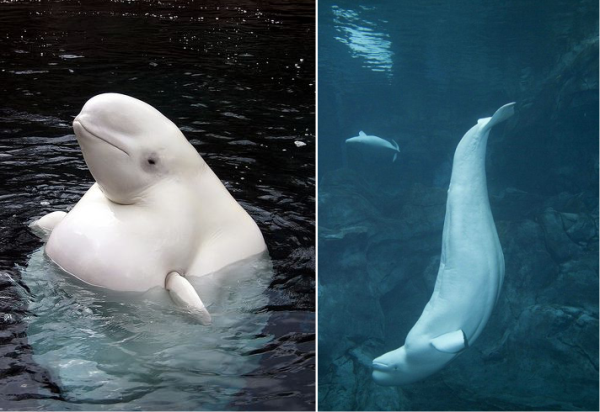 beluga site 5
