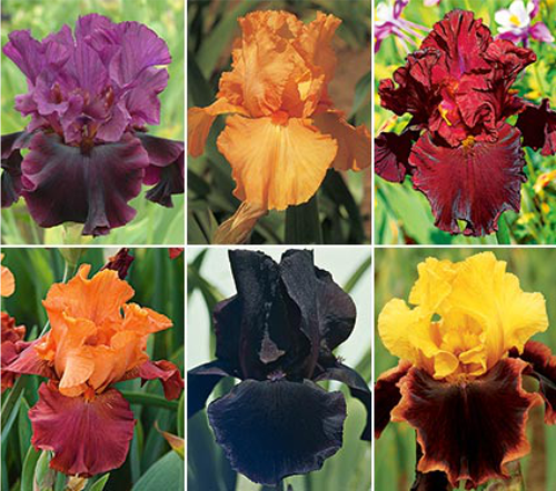black iris 3