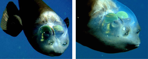 2 peixe transparente