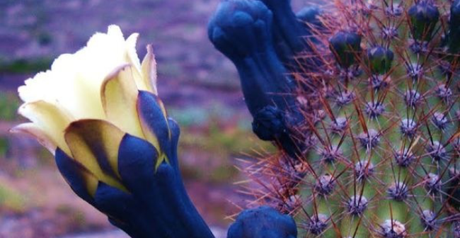 Presentes da natureza, os cactos …