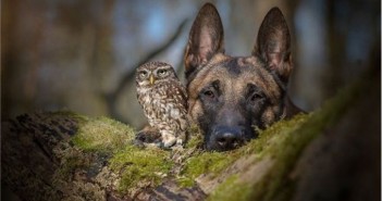 Papo.com animal – pets caocoruja1