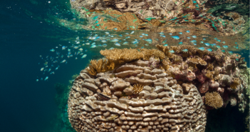 Oceanos -belezas tuamotu1