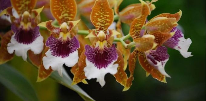 E no mundo das orquídeas …