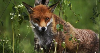 É só fazer um carinho que a natureza retribui… china1
