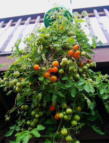 tomate16 2