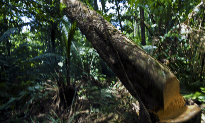 Foto: Jason Edwards (National Geographic Society/Corbis)